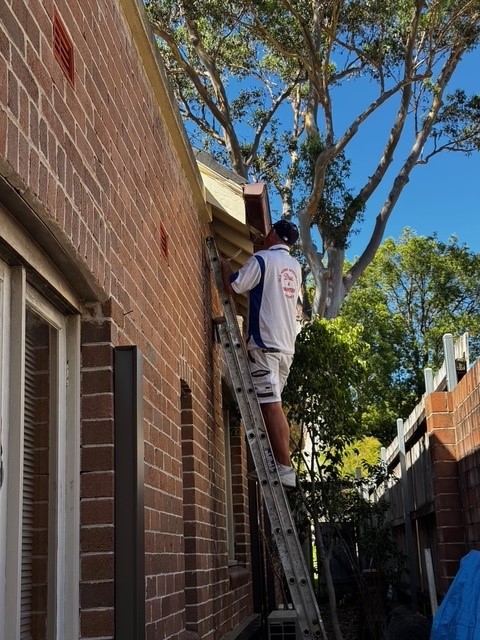 Exterior house painters preparing eaves and timber trims in Haberfield Sydney